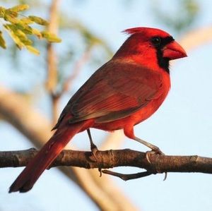 Meet your Posher, Mujeeburahman